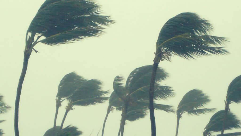 Palm tree blowing in hurricane