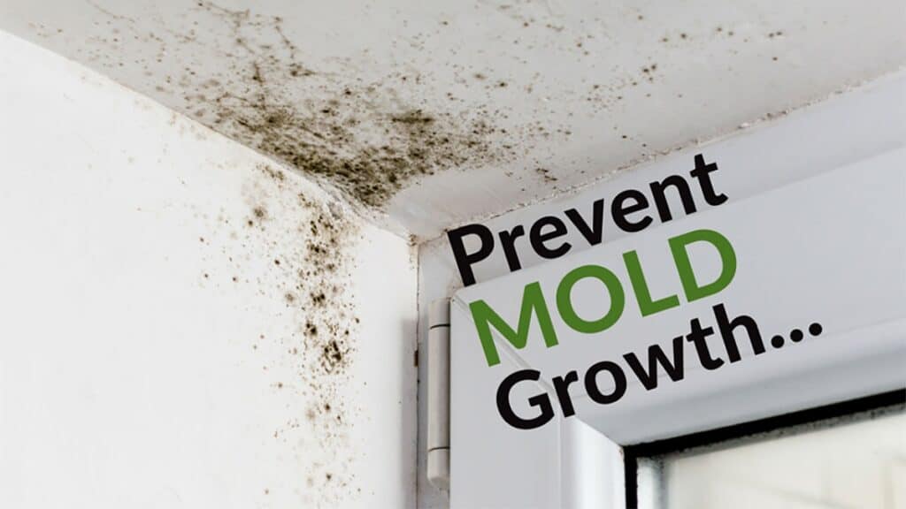 Mildew and mold growing on walls in home