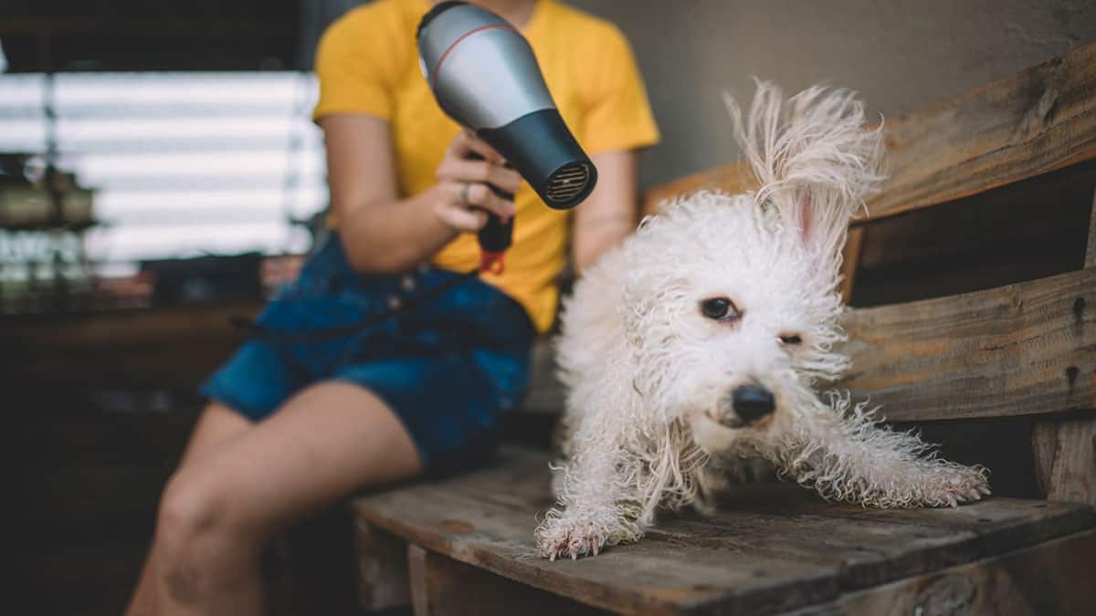 Need an AC Filter for Pet Hair? Call American Air Cares With Questions.